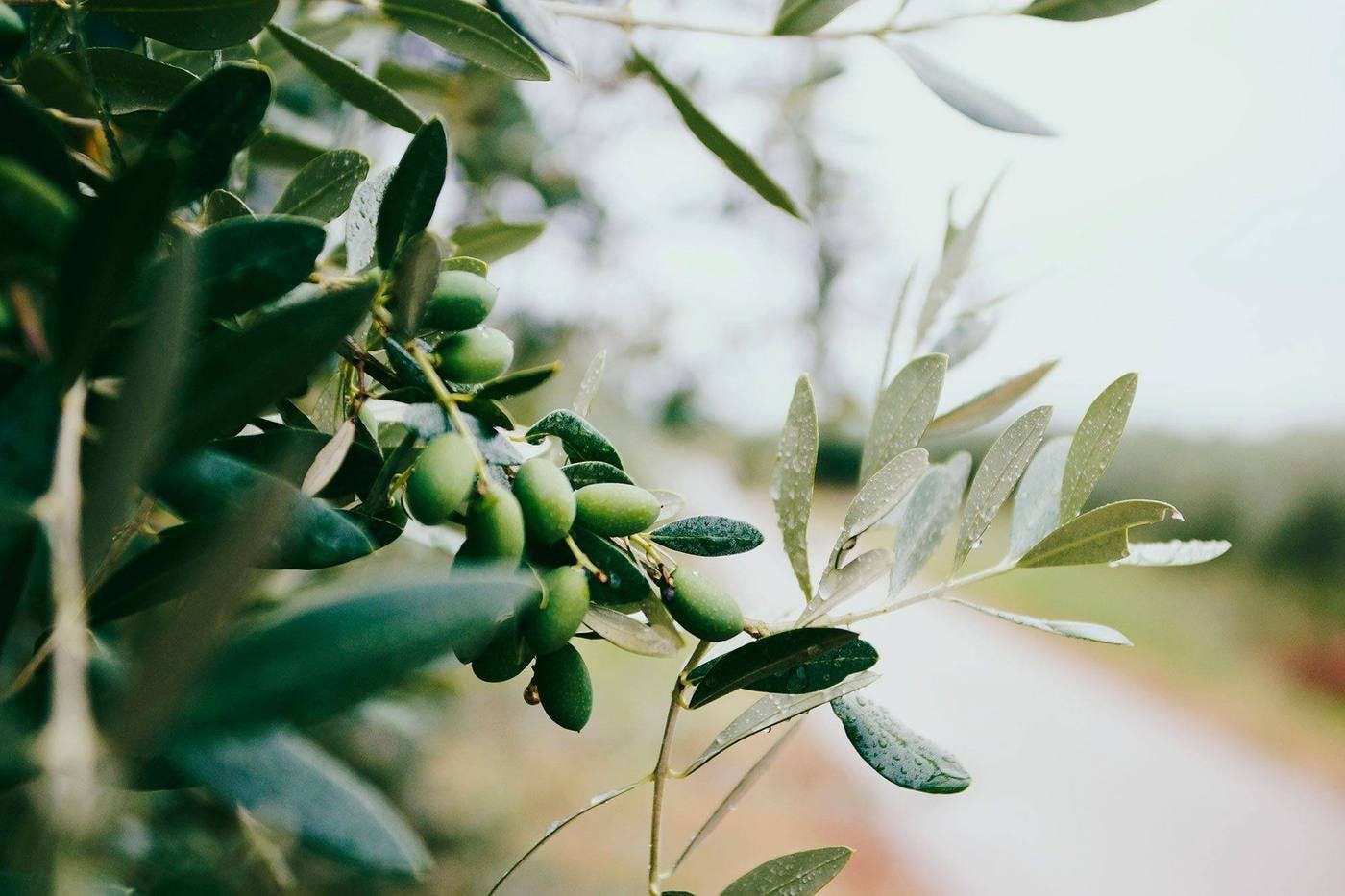 blog Do You Make These Mistakes When You Buy Olive Oil?